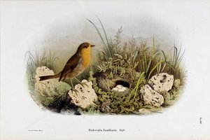 红峡谷（Rubecula familiaris）的代表作（彩色石版画