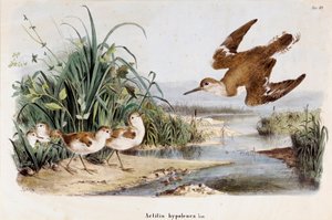 贝卡辛-谢瓦利耶的代表作（Actitis hypoleuca）（铬光刻法
