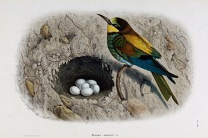 欧洲食蜂鸟（Merops apiaster）的代表作（彩色石版画