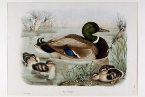 野鸭（Anas platyrhynchos）的代表，即野鸭（野鸭）（Chromolithography）。