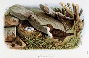 潜水鸟Cinclus aquaticus（Cinclus aquaticus）的代表作（彩色石版画