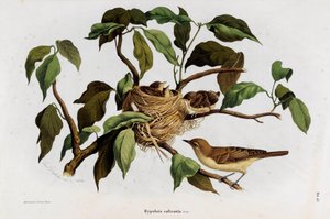 鸟类Hipolais salicaria Warbler的代表作（彩色石版画