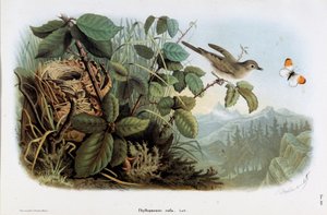伶俐鸡（Phyllopneuste rufa）（Chiffchaff）的表现（铬酸盐印刷术
