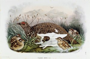 鹧鸪(Partridge or Lagopus mutus)的代表(色版印刷)