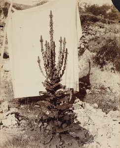 布鲁姆（Malllein in Bloom），c。 1897-1899。 作者 欧仁·阿格特