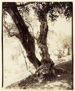 奥利维尔，尼斯，约1900年 作者 欧仁·阿格特