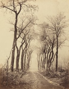 有冰霜的道路和树木，1860年。