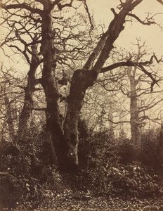 树木研究，枫丹白露，1860年。