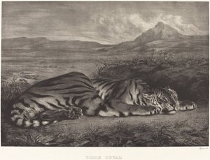 皇家虎 虎皇家虎，1829年。 作者 尤金·德拉克洛瓦