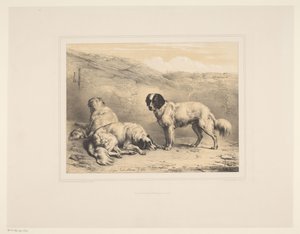 Drie honden
Diverse dieren（系列名称）
动物研究（丛书名）