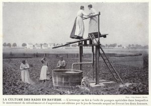 La Culture Des Radis En Baviere (b/w photo) 作者 欧洲摄影师