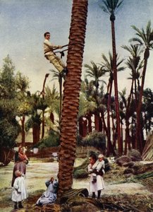 Palm groves of Elche (photo) 作者 欧洲摄影师