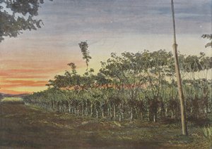 Vanillerie Sous Les Acacias 作者 欧洲摄影师