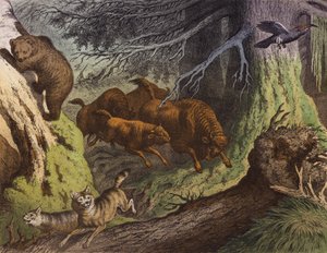 俄罗斯森林，展示熊、俄罗斯野牛和狼（彩色石版画） 作者 欧洲学校