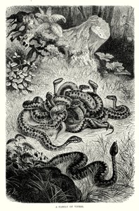 蝰蛇家族（雕刻） 作者 欧洲学校