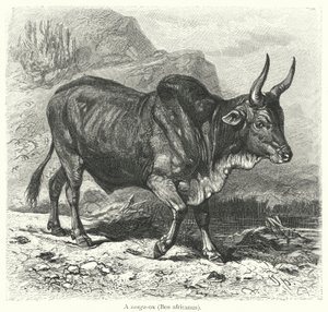 A sanga-ox, Bos africanus (engraving) 作者 欧洲学校