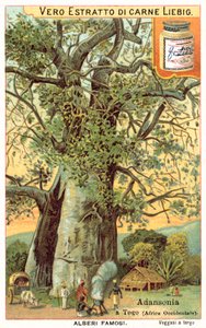 Adansonia tree in Togo (chromolitho) 作者 欧洲学校