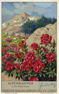 铁线莲（Rhododendron ferrugineum）（chromolitho） 作者 欧洲学校