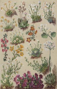 高山植物群（chromolitho） 作者 欧洲学校