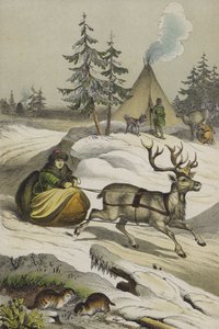 Animals and plants of Lapland (colour litho) 作者 欧洲学校