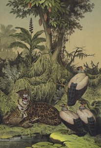 南美洲新格拉纳达的动物和植物（彩色平版）。 作者 欧洲学校