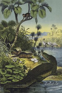尼罗河谷的动物和植物（彩色石版画） 作者 欧洲学校