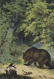 中欧多叶林的动物和植物（彩色平版画 作者 欧洲学校