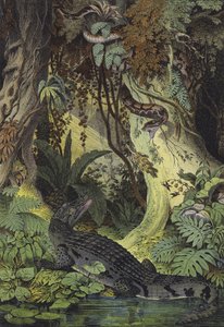 Animals of the Amazon jungles of Brazil (colour litho) 作者 欧洲学校