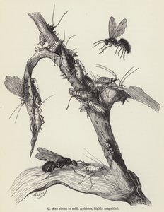 Ant about to milk Aphides, highly magnified (engraving) 作者 欧洲学校