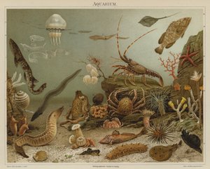 水族馆（彩色印刷版） 作者 欧洲学校