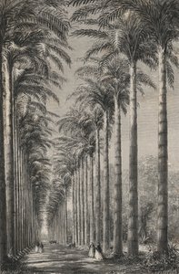 里约热内卢植物园内的棕榈树大道（雕刻）。 作者 欧洲学校