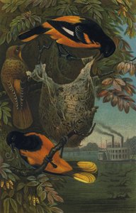 Baltimorevogel 作者 欧洲学校