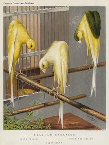 比利时金丝雀、透明黄、杂色黄、透明水鸭（彩色石版印刷） 作者 欧洲学校