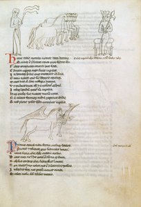 Bestiary：马（牛皮纸上的墨水） 作者 欧洲学校