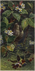 黑莓丛中的小鸟（彩色石版画） 作者 欧洲学校