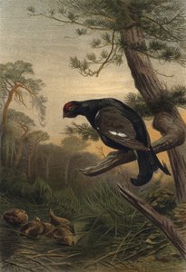 Birkhuhn 作者 欧洲学校