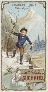 Carl Linnaeus，瑞典植物学家和动物学家，小时候 作者 欧洲学校