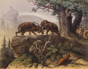 橡树旁的两只雄鹿的搏斗（彩色石版画） 作者 欧洲学校