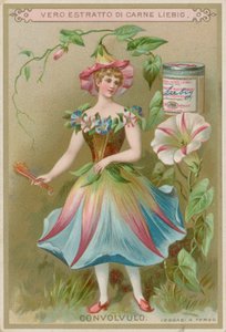旋花植物花姑娘 作者 欧洲学校
