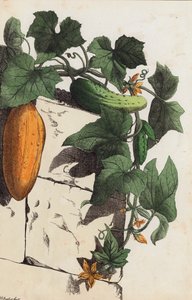 黄瓜植物（彩色平版） 作者 欧洲学校
