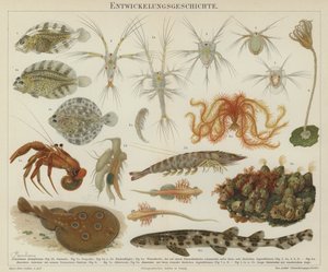 海洋生物的发展（彩色印刷版） 作者 欧洲学校