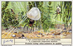 潜水钟蜘蛛（Argyroneta aquatica）（chromolitho） 作者 欧洲学校