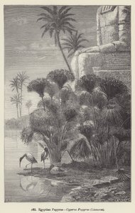 Egyptian Papyrus, Cyperus Papyrus, Linnaeus (engraving) 作者 欧洲学校