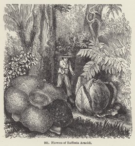 Flowers of Rafflesia Arnoldi (engraving) 作者 欧洲学校