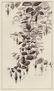 马奇纳塔(石版) 作者 欧洲学校