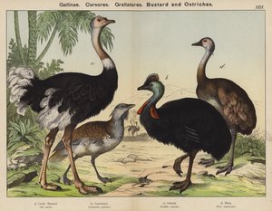 Gallinae、Cursores、Grallatores、Bustard 和 Ostriches（彩色石版画） 作者 欧洲学校