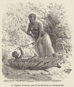 Gigantic Tridacna, used in the Moluccas as a Bathing-tub (engraving) 作者 欧洲学校