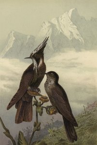 Helmkolibri 作者 欧洲学校