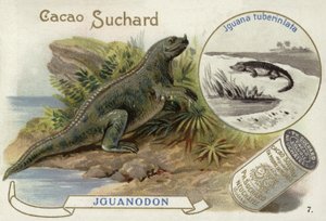 Iguanadon和Iguana Tuberinlata 作者 欧洲学校