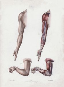 人体外型解剖图：男性手臂和手（彩色石版画） 作者 欧洲学校